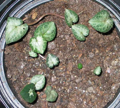 cyclamen-N.E..jpg