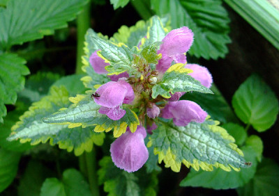 Lamium_Anne_Greenaway_5.07.jpg