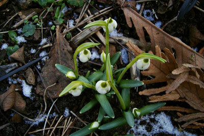 cf_galanthus_cultivar.jpg