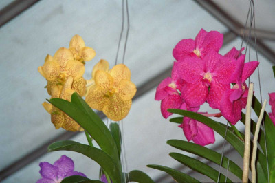 Vanda.2.jpg
