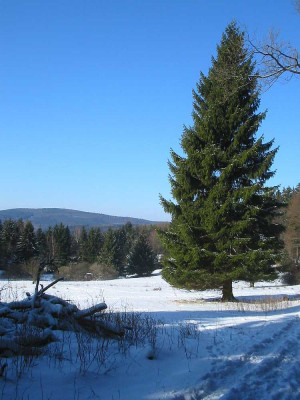 Hunderunde_07.03.10.jpg