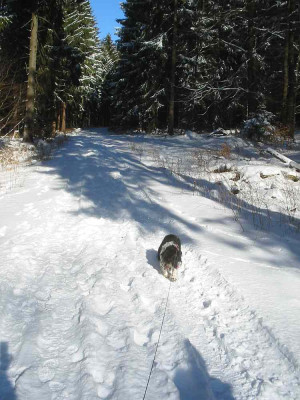 Hunderunde_07.03.10_4.jpg