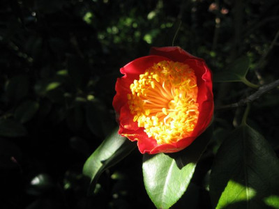 k-Jitsuetsusel_IMG_3721.JPG