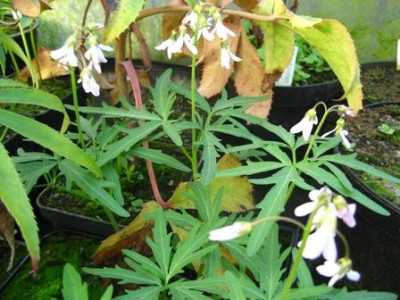 Cardamine_concatenata_001.jpg
