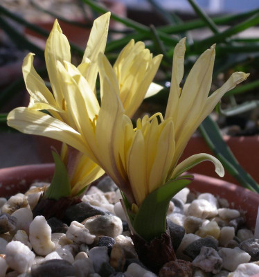 comp_Colchicum_luteum_x_kesselringii_Jeanne.jpg