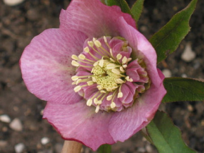 Saemling_anemonenbl_rosa.jpg