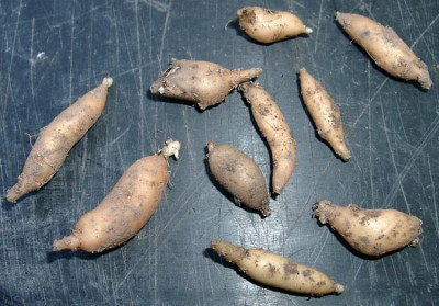 10220002_eCardamine_concatenata_Knollen.JPG