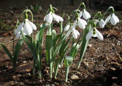 Galanthus.jpg