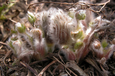 pulsatilla_flauschig.jpg