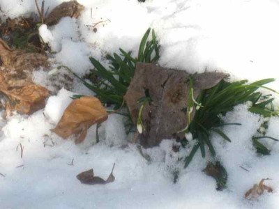 GalanthusMagnolienblatt_IMG_4799.JPG