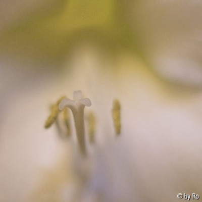 _MG_7334--Kleiner-Amaryllen_th.jpg