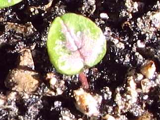 1cyclamen-red-center.jpg