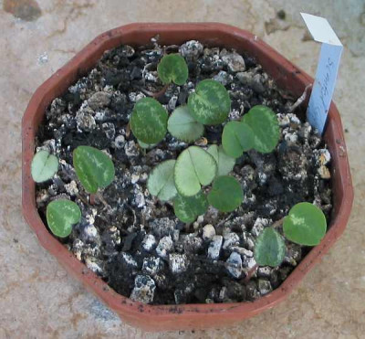 1cyclamen-scented.jpg