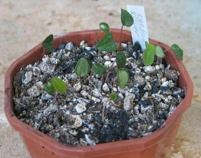 1cyclamen-silver-narrow.jpg