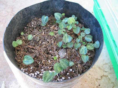 1cyclamen-bolsena.jpg