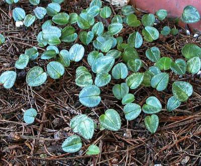 1cyclamen-hansihoe.jpg
