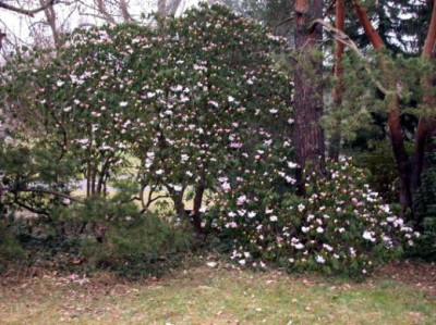 Rhododendron_praevernum_1003.jpg