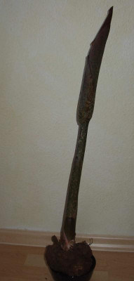 Konjac_2010.jpg
