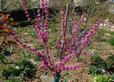 Judasbaum_Avondale_0010_1124.jpg