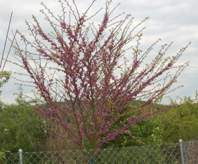 Judasbaum_siliquastum_0010_44558.jpg