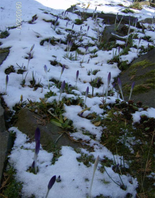 krokusse-zinnsoldaten-09031.jpg