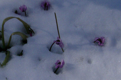 Cyclamen-coum.jpg