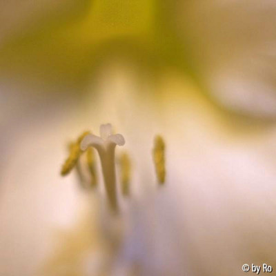 _MG_7334--Kleiner-Amaryllen_th2.jpg