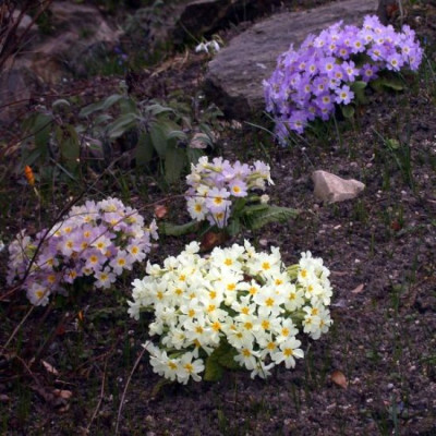 Primula_vulg._ssp.sibthorpii_2Karnevalsprimel003.jpg