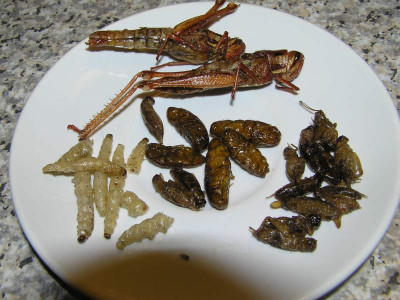 thaiviecher.jpg