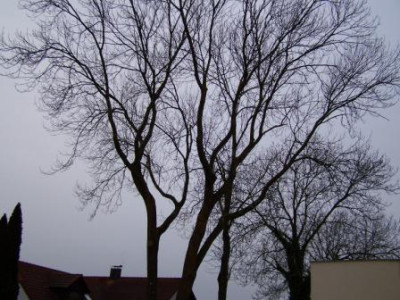 Baumreihe.jpg