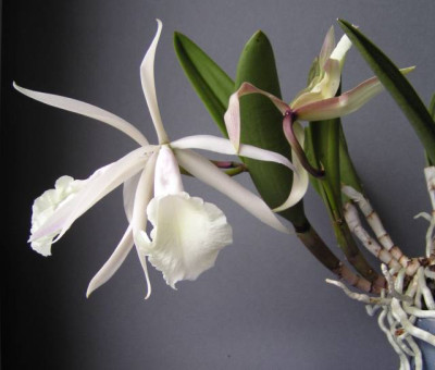 Brassocattleya_Interdosa_007_640.jpg