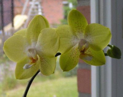Phalaenopsis_001b_640.jpg