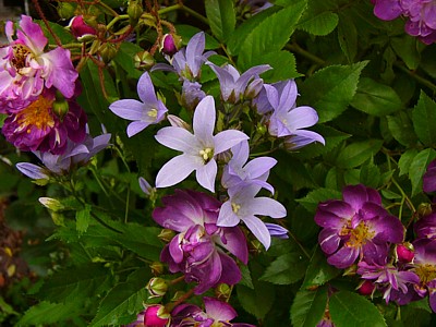 Veilchenblau_lactiflora.jpg