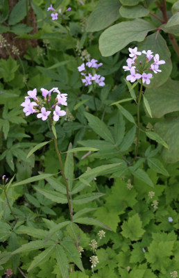 IMG_3714_eDentaria_bulbifera.JPG