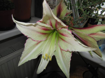 Magic_Green_100312.jpg
