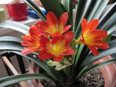 Clivia_100312.jpg