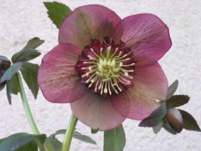 Anemone_rot_gruenlich.jpg
