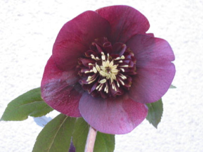 Anemone_rot_Rahel.jpg