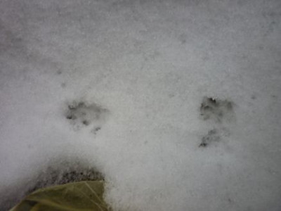 Spur_im_Schnee.jpg
