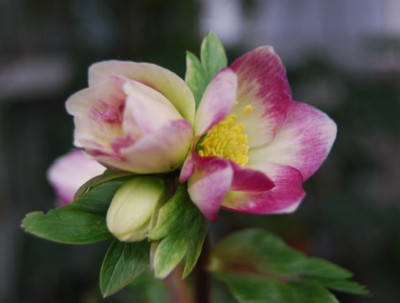 Briar_Rose_Blute.jpg