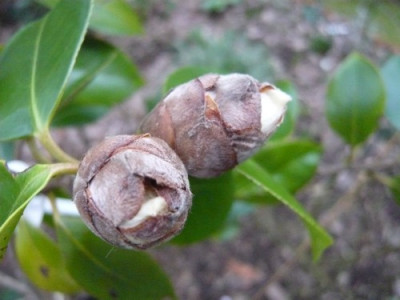 C._Anemoniflora.JPG