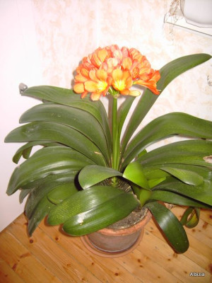 PICT1682.JPG