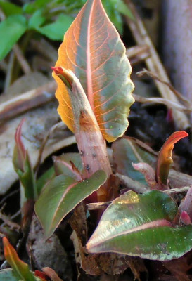 persicaria_amplexicaule.jpg