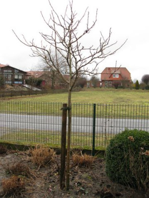 Magnolia_sieboldii_Stamm.JPG