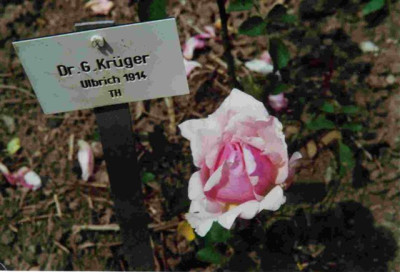 Dr__G__Krueger__Ulbrich_1914.jpg