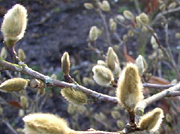 Sternmagnolienknospenklein.jpg
