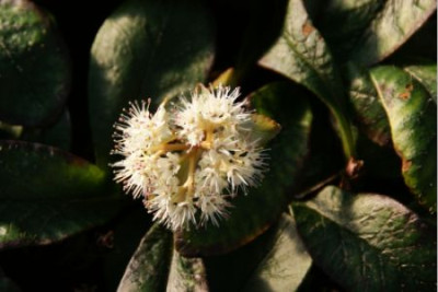 chrysopleniummacro.jpg