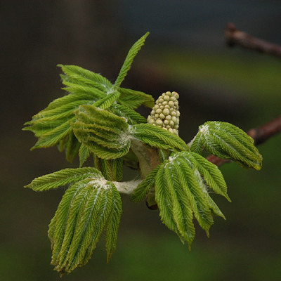 Kastanie_q_N10813.jpg