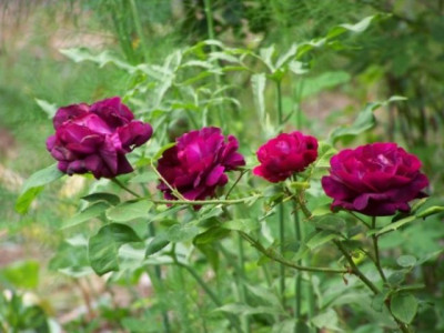Rose_du_Roi_2009.jpg