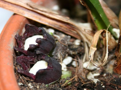 k-Larutensis_flower.jpg